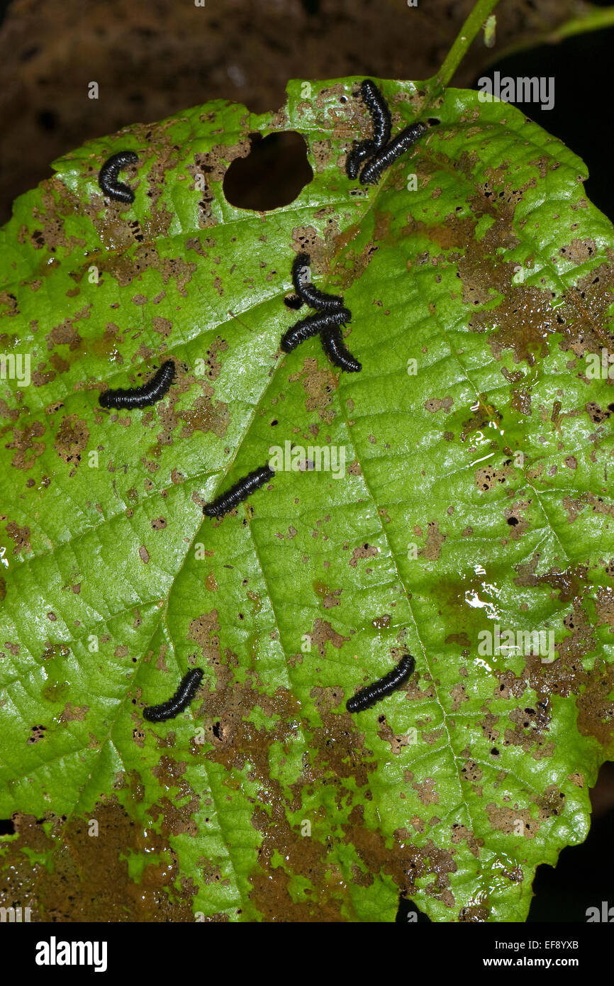 Erle Blatt-Käfer, Larven, Larve, Grub, Blauer Erlenblattkäfer, Larven, Käferlarve, Larve, Erlen-Blattkäfer, Agelastica Alni Stockfoto