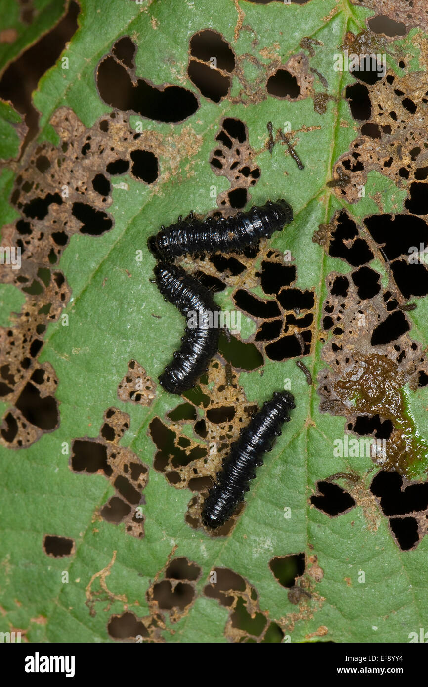 Erle Blatt-Käfer, Larven, Larve, Grub, Blauer Erlenblattkäfer, Larven, Käferlarve, Larve, Erlen-Blattkäfer, Agelastica Alni Stockfoto