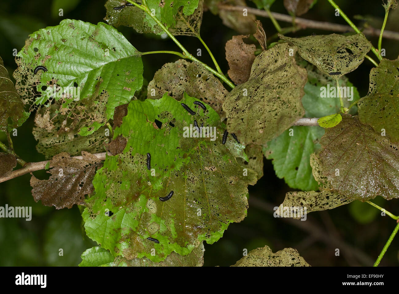 Erle Blatt-Käfer, Larven, Larve, Grub, Blauer Erlenblattkäfer, Larven, Käferlarve, Larve, Erlen-Blattkäfer, Agelastica Alni Stockfoto