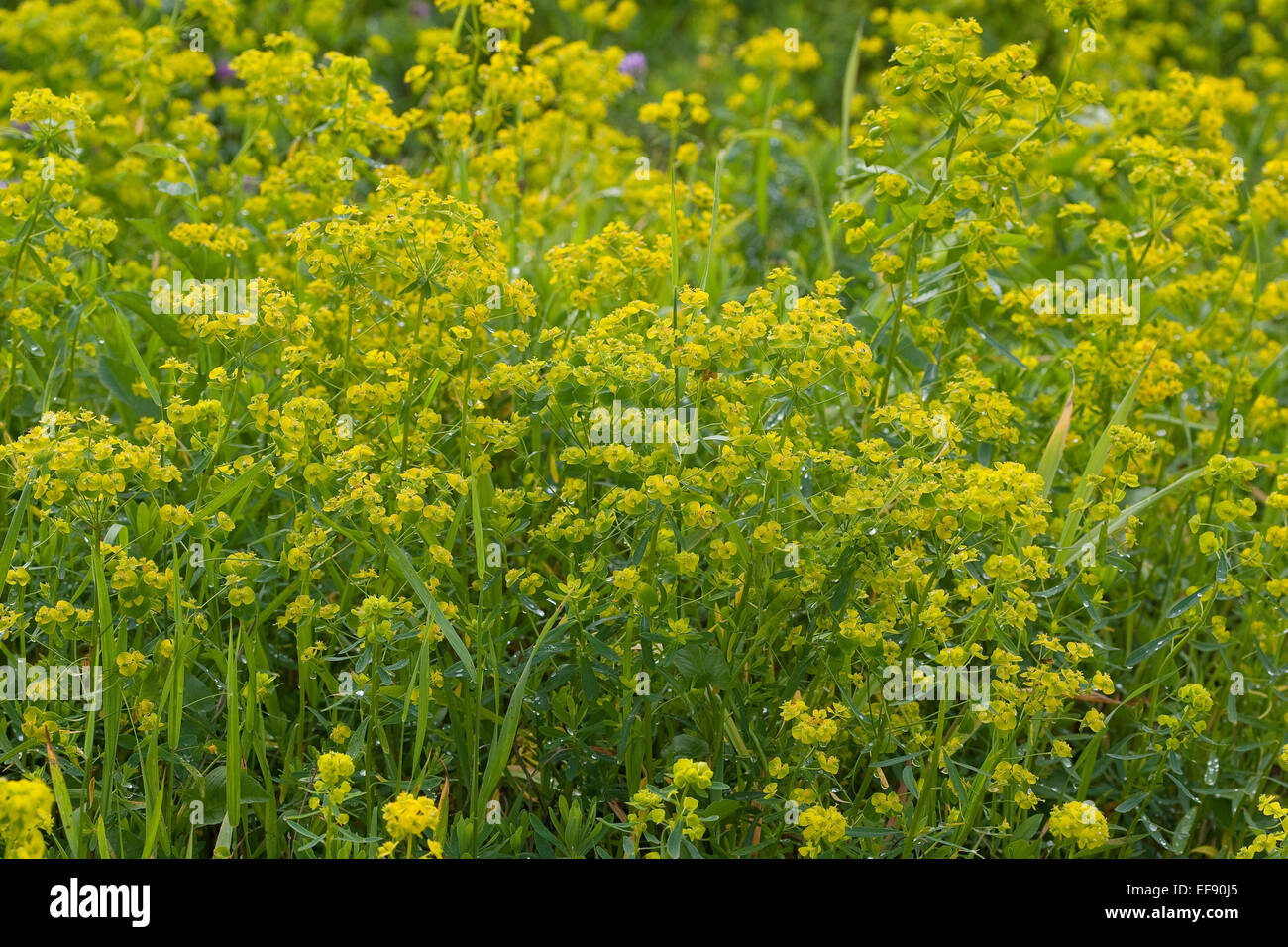 Seine Milch, Esels-Wolfsmilch, Eselswolfsmilch, Esels-Wolfmilch, grünen Wolfsmilch, Scharfe Wolfsmilch, Euphorbia esula Stockfoto
