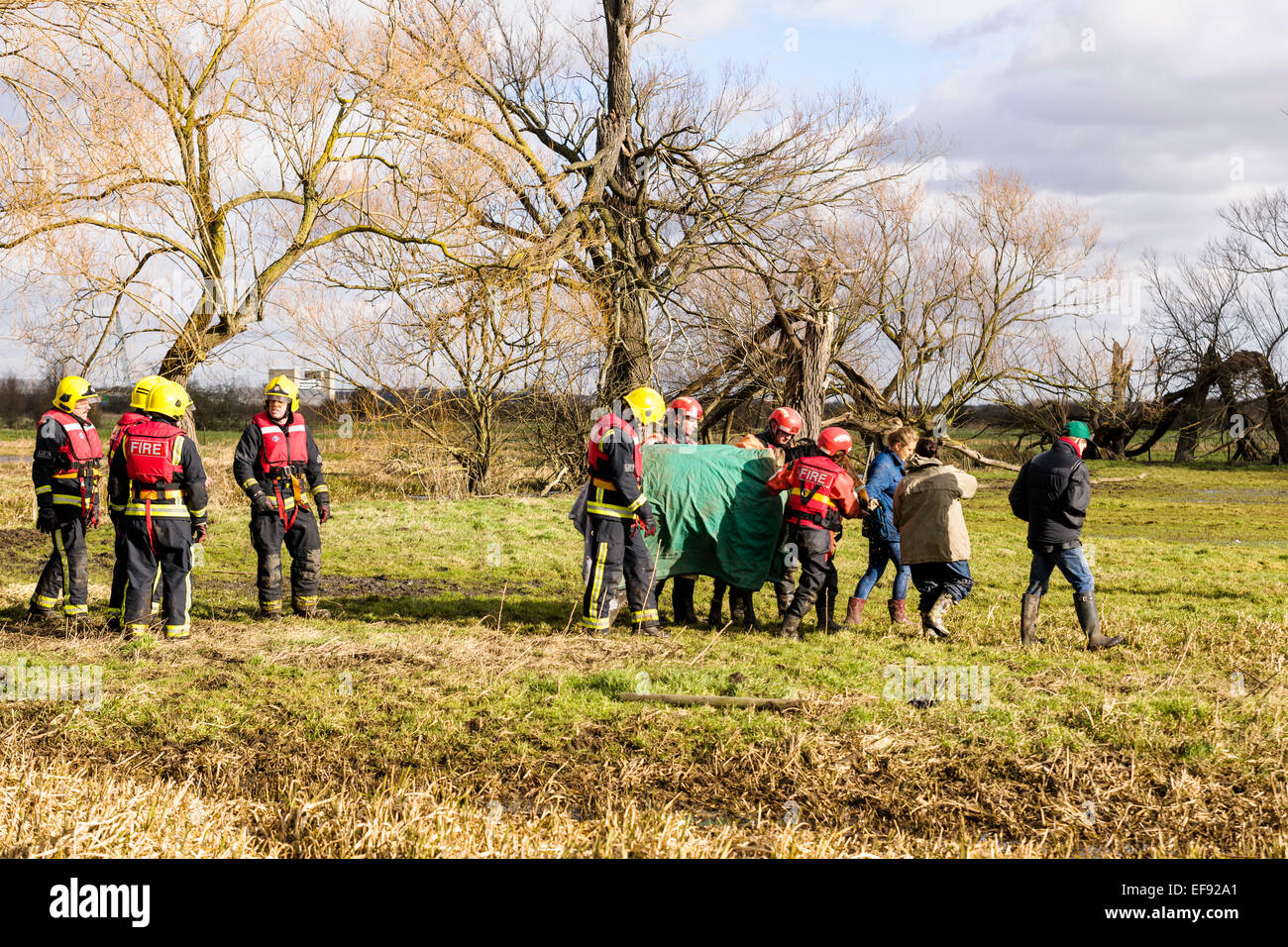 Slade grün, Kent, UK. 29. Januar 2015. Die 14 Hände hohen Roß Snoopy vom Londoner Feuerwehr gerettet, nachdem er im schlammigen Wasser über Nacht in Slade Green stecken geblieben. Bildnachweis: Tom Arne Hanslien/Alamy Live-Nachrichten Stockfoto