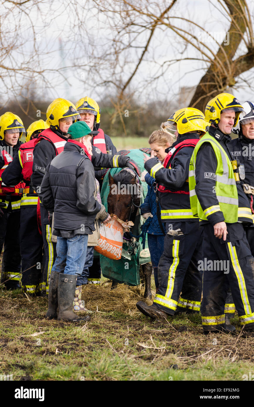 Slade grün, Kent, UK. 29. Januar 2015. Die 14 Hände hohen Roß Snoopy vom Londoner Feuerwehr gerettet, nachdem er im schlammigen Wasser über Nacht in Slade Green stecken geblieben. Bildnachweis: Tom Arne Hanslien/Alamy Live-Nachrichten Stockfoto