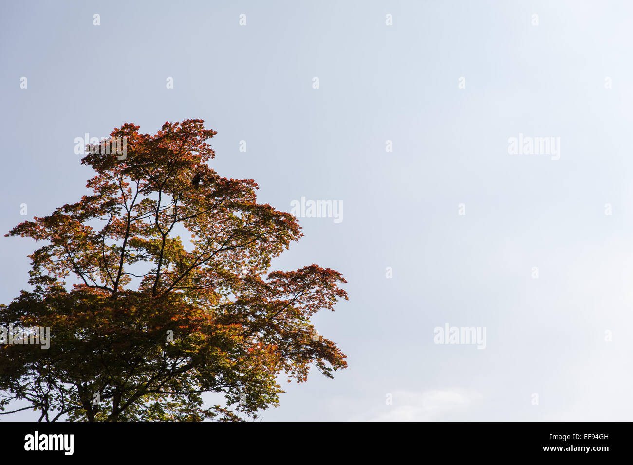 Herbst Baum vor einem verwaschen blauen Himmel Stockfoto