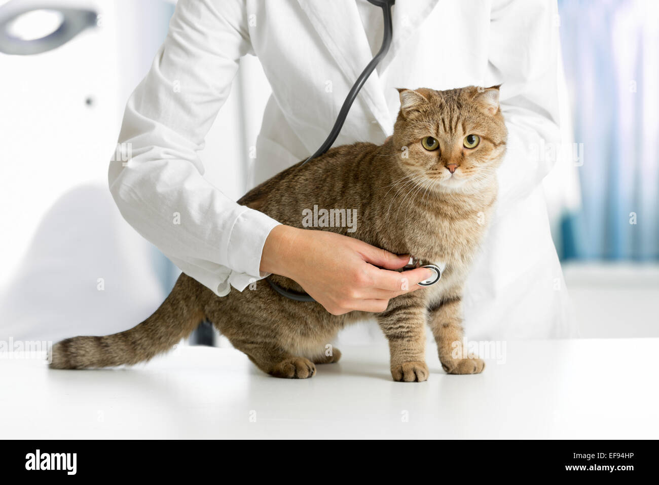 Katze in Tierarzt Klinik Stockfoto