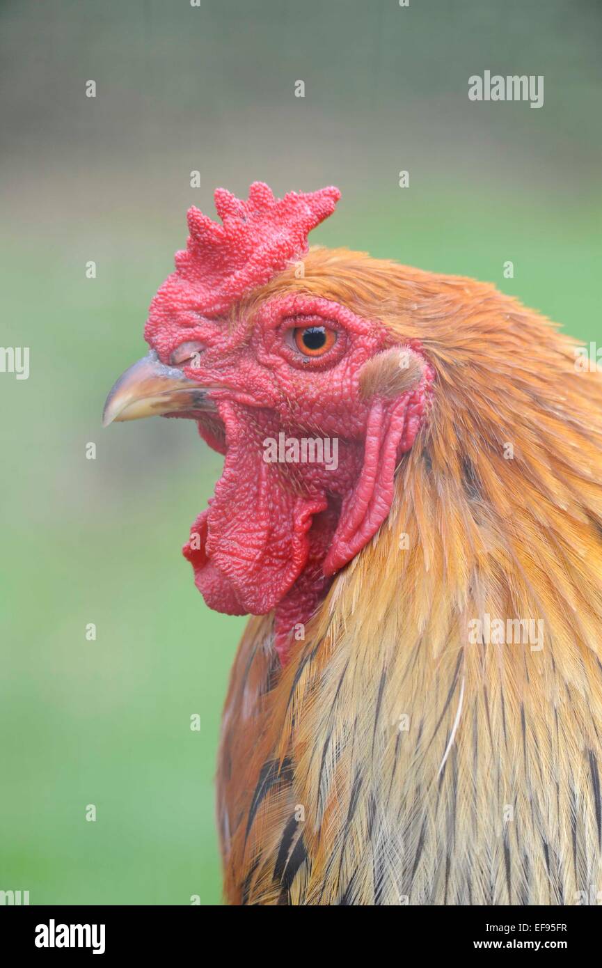 Hühner-Kopf Stockfoto