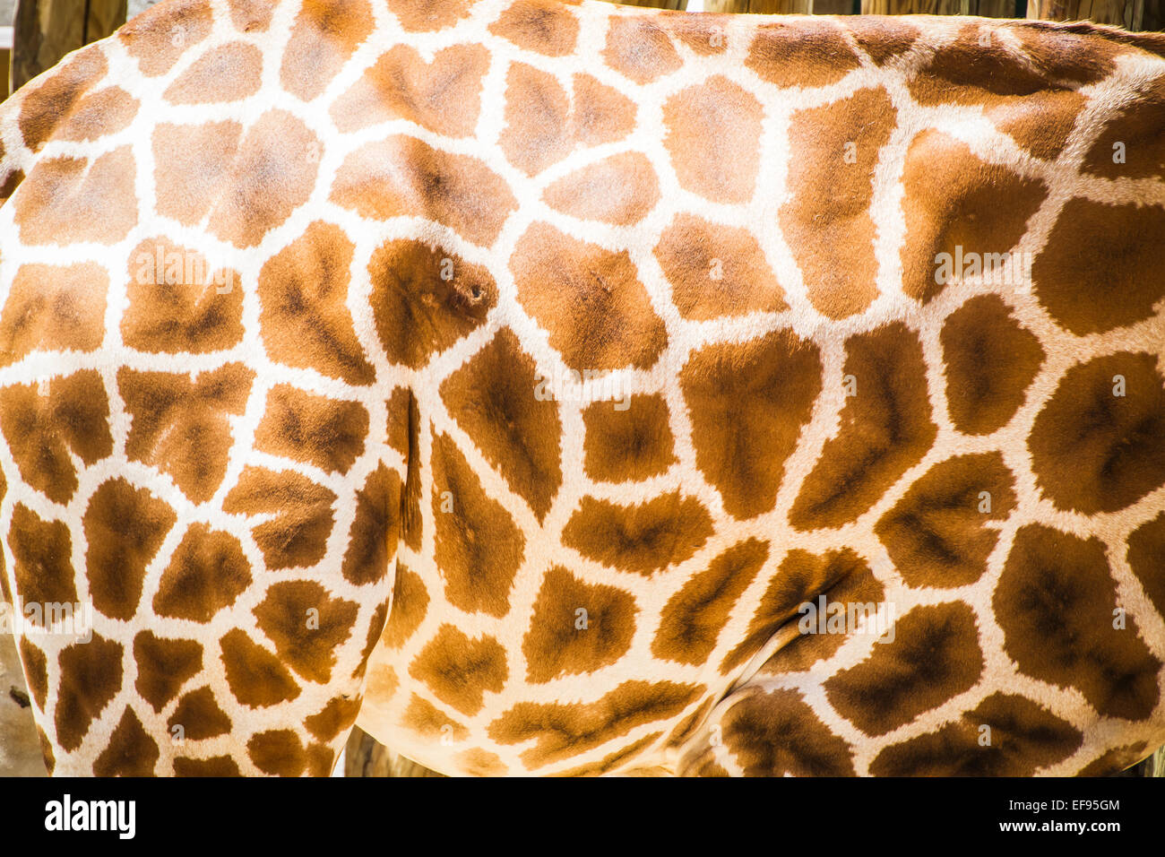 Haut-Detail, schöne Giraffe in einem Zoo park Stockfoto