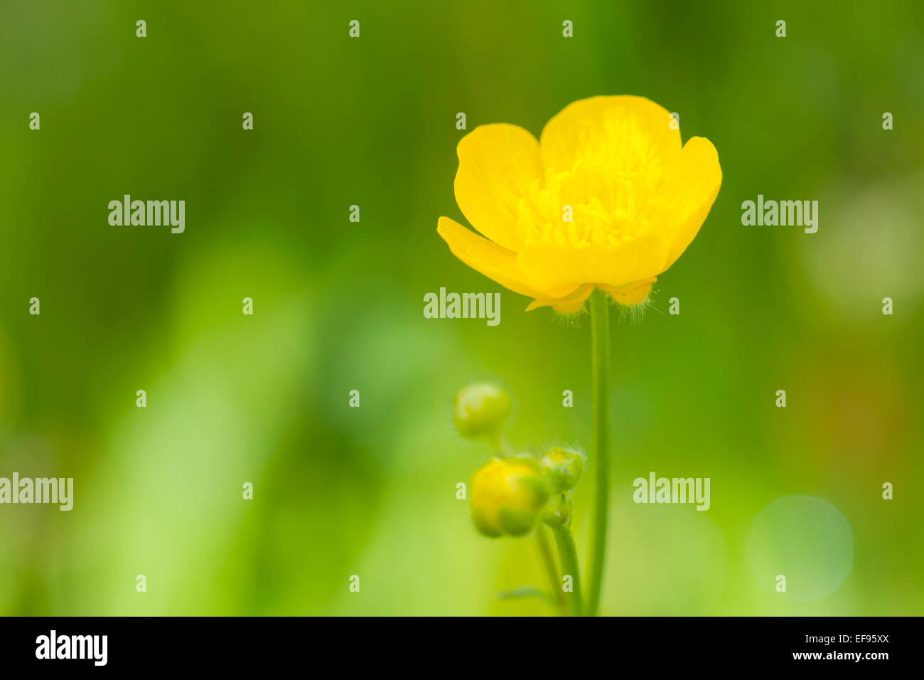 Wiese Hahnenfuß (Ranunculus Acris) Blume hautnah, mit geringen Schärfentiefe, Französische Alpen. Stockfoto