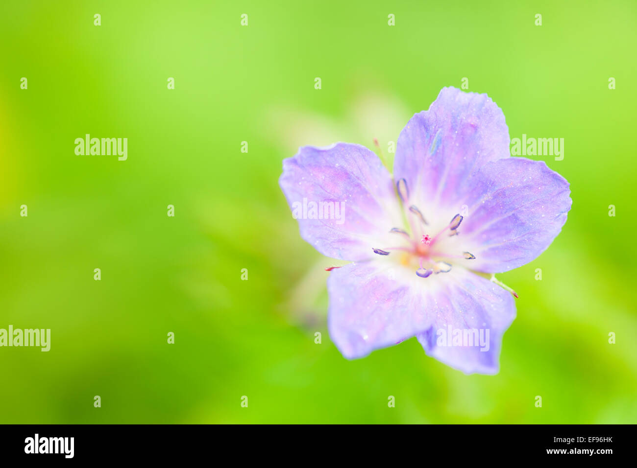 Wilden Geranien (Geranium Maculatum) hautnah mit geringen Schärfentiefe französischen Alpen. Stockfoto