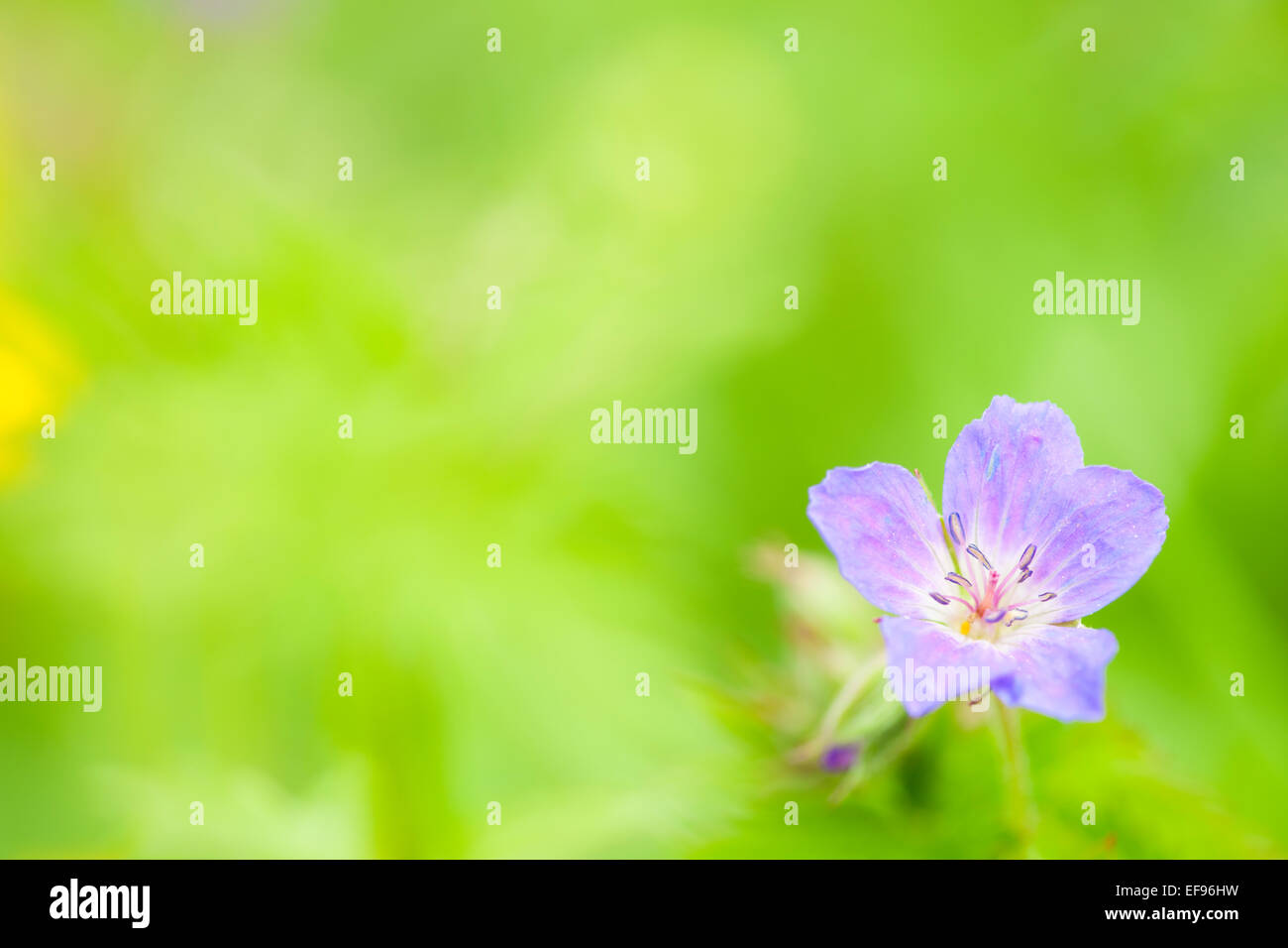 Wilden Geranien (Geranium Maculatum) hautnah mit geringen Schärfentiefe französischen Alpen. Stockfoto