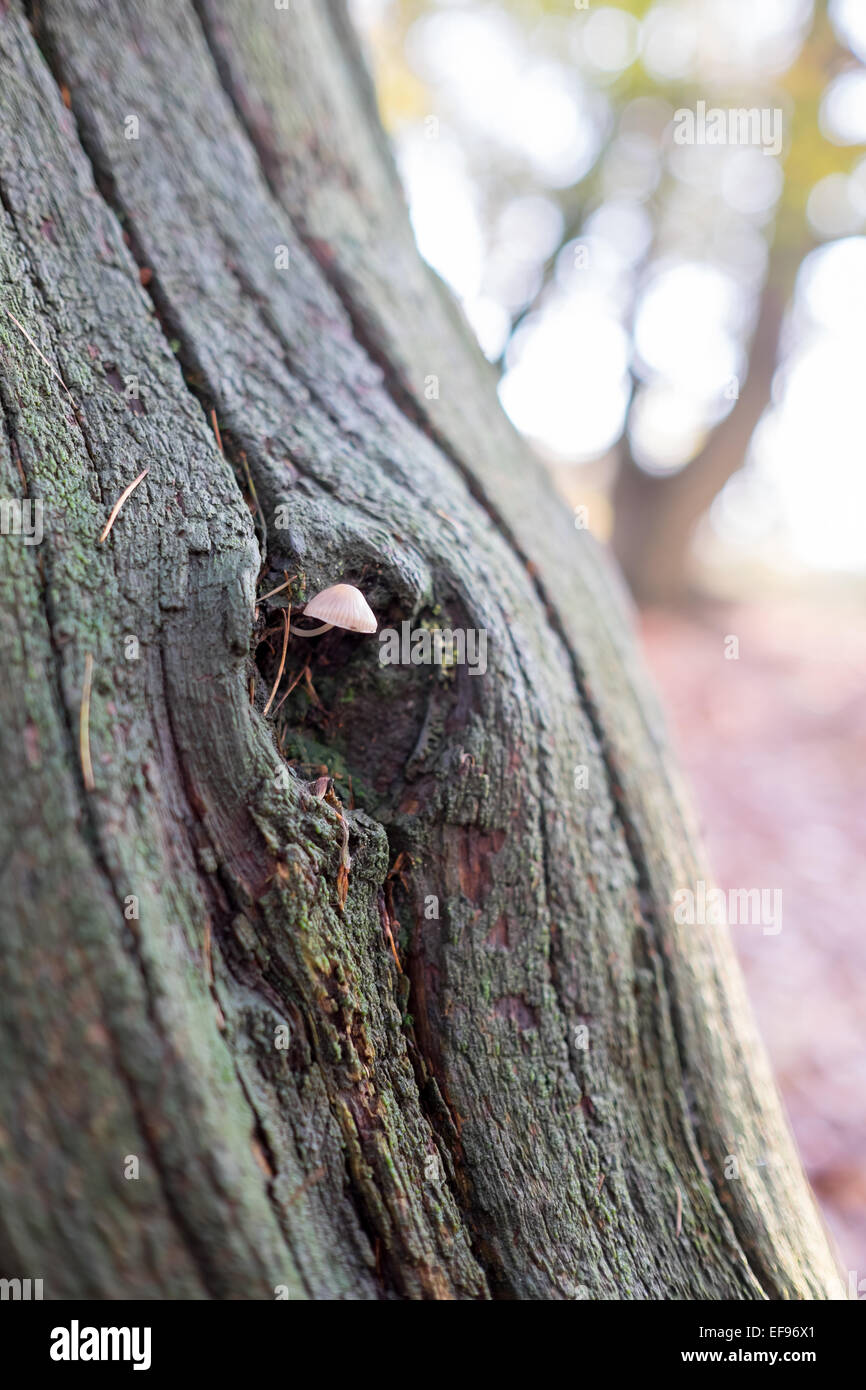 Ein kleiner Sonnenschirm Fliegenpilz wächst an einem Baumstamm Stockfoto