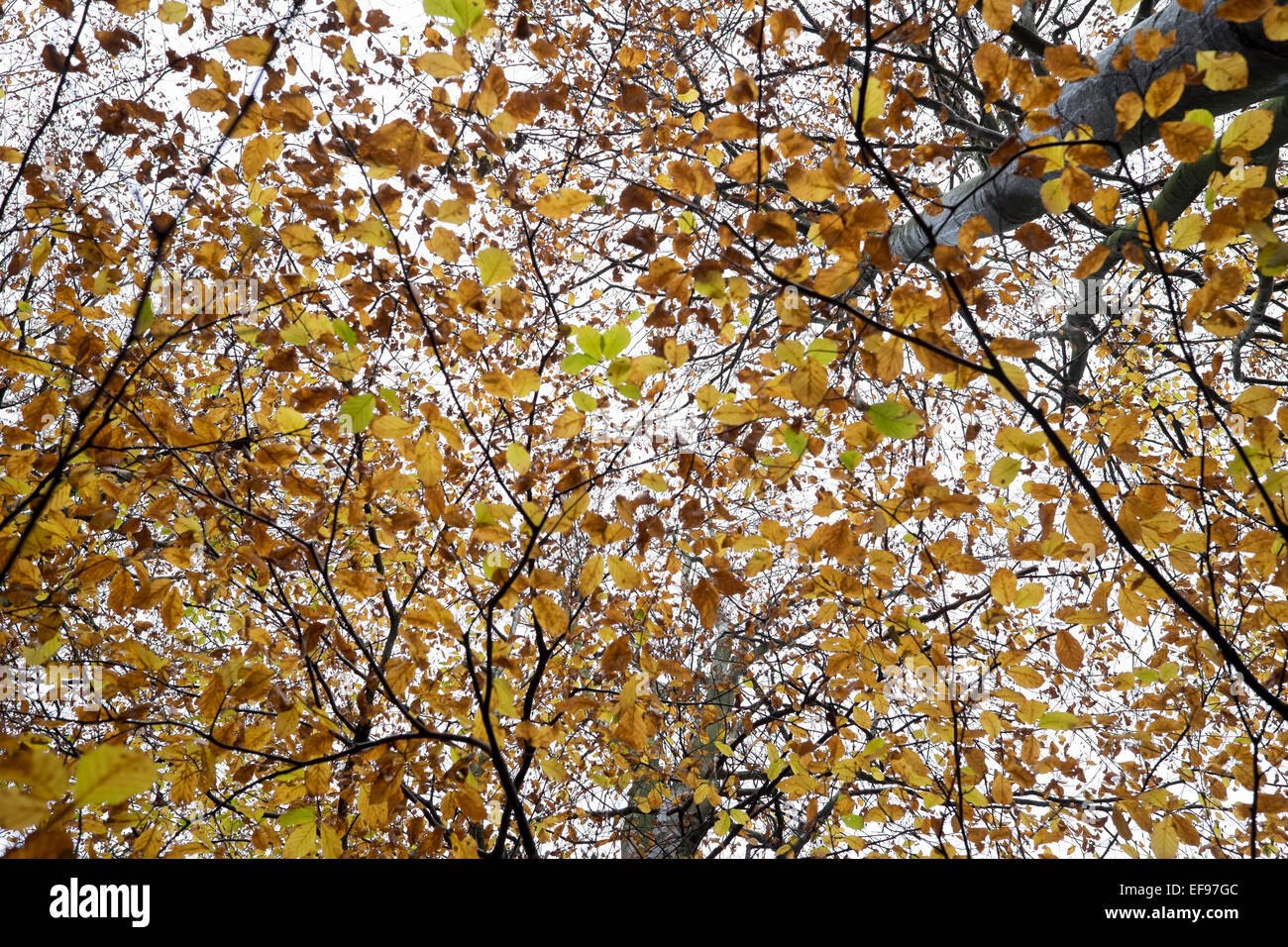 Blick hinauf in den Himmel über Orange, grün, gelb, Blätter braun im Herbst Stockfoto