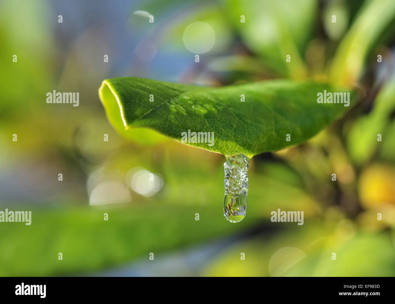 Closeup auf einen Tropfen Wasser gefror auf einem grünen Blatt Stockfoto