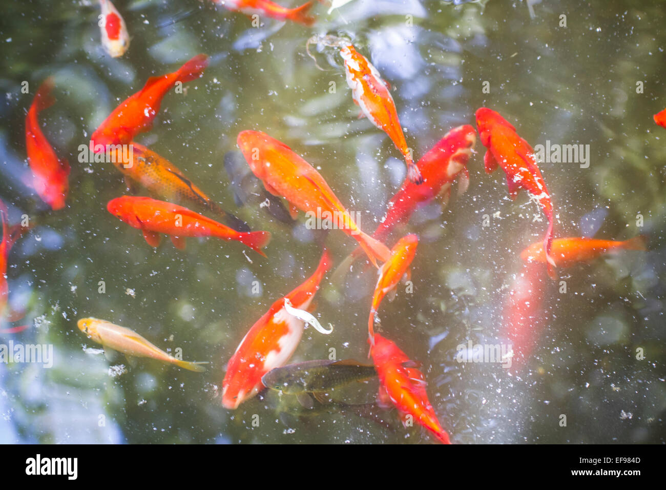 Gruppe von orange Karpfen im Wasser Stockfoto