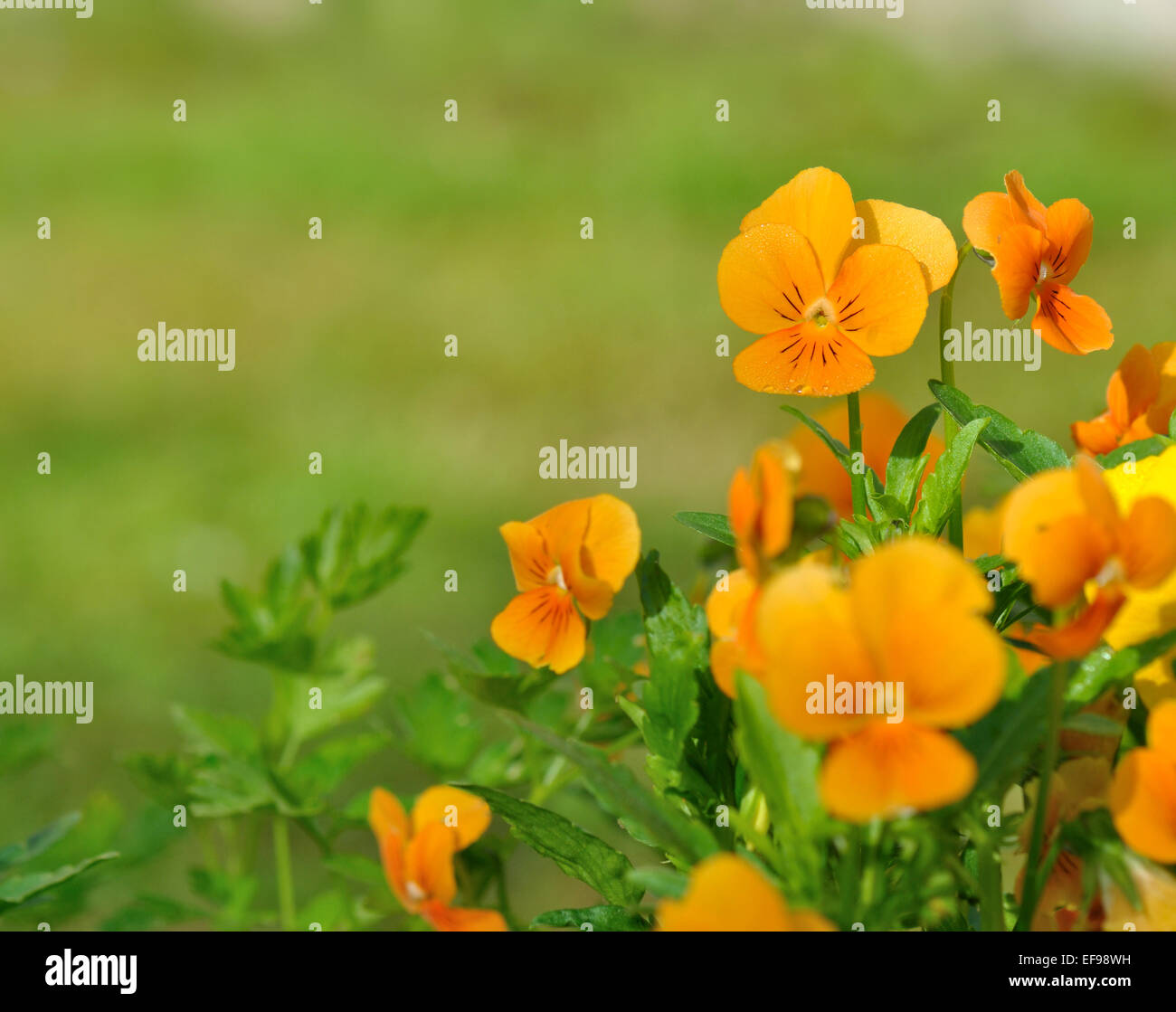 ziemlich kleine orange Viola auf grünem Hintergrund Stockfoto