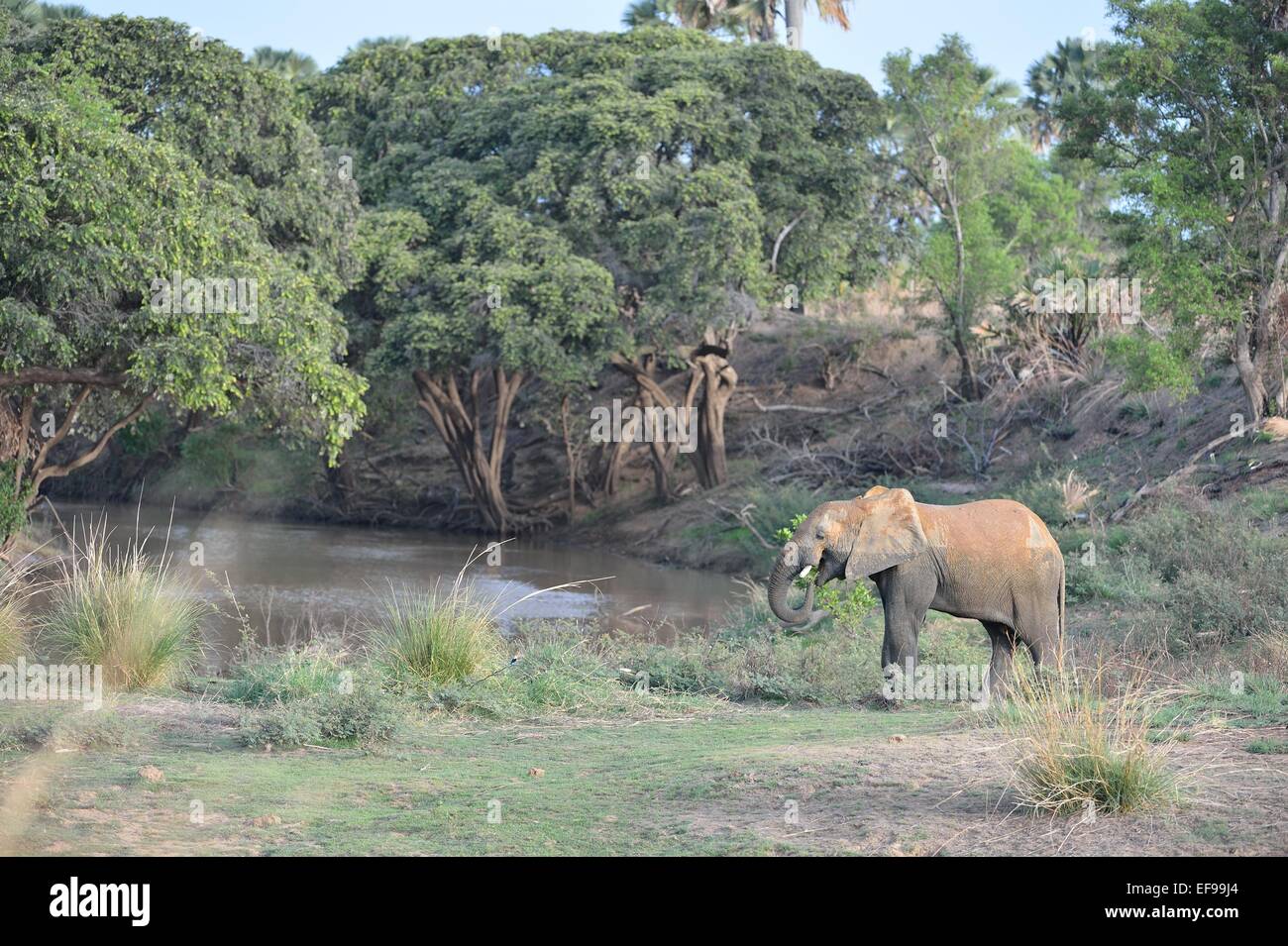 Western afrikanischer Bush Elefant (Loxodonta Africana) Fütterung in der Nähe der Pendjari-Flusses Pendjari Nationalpark - Benin - Westafrika Stockfoto