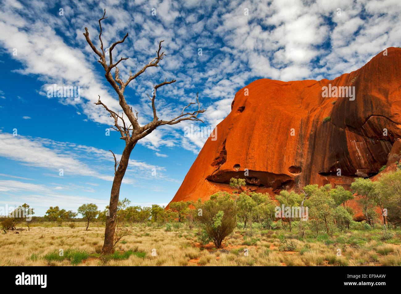 Toter Baum am südlichen Teil des Uluru. Stockfoto