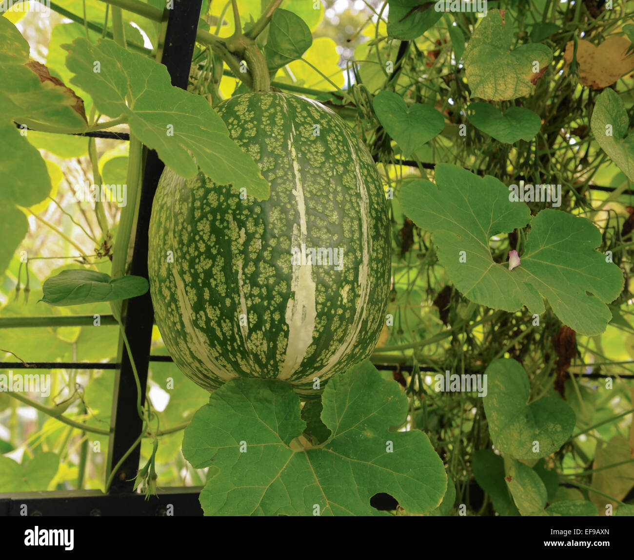 Nahaufnahme von einem Feigenblatt-Kürbis im Obst- und Gemüsegarten am Rosemoor in Devon, England, Vereinigtes Königreich Stockfoto