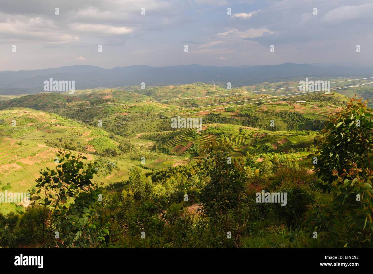 Terrassenfelder in Muhanga Bezirk, Ruanda Stockfoto