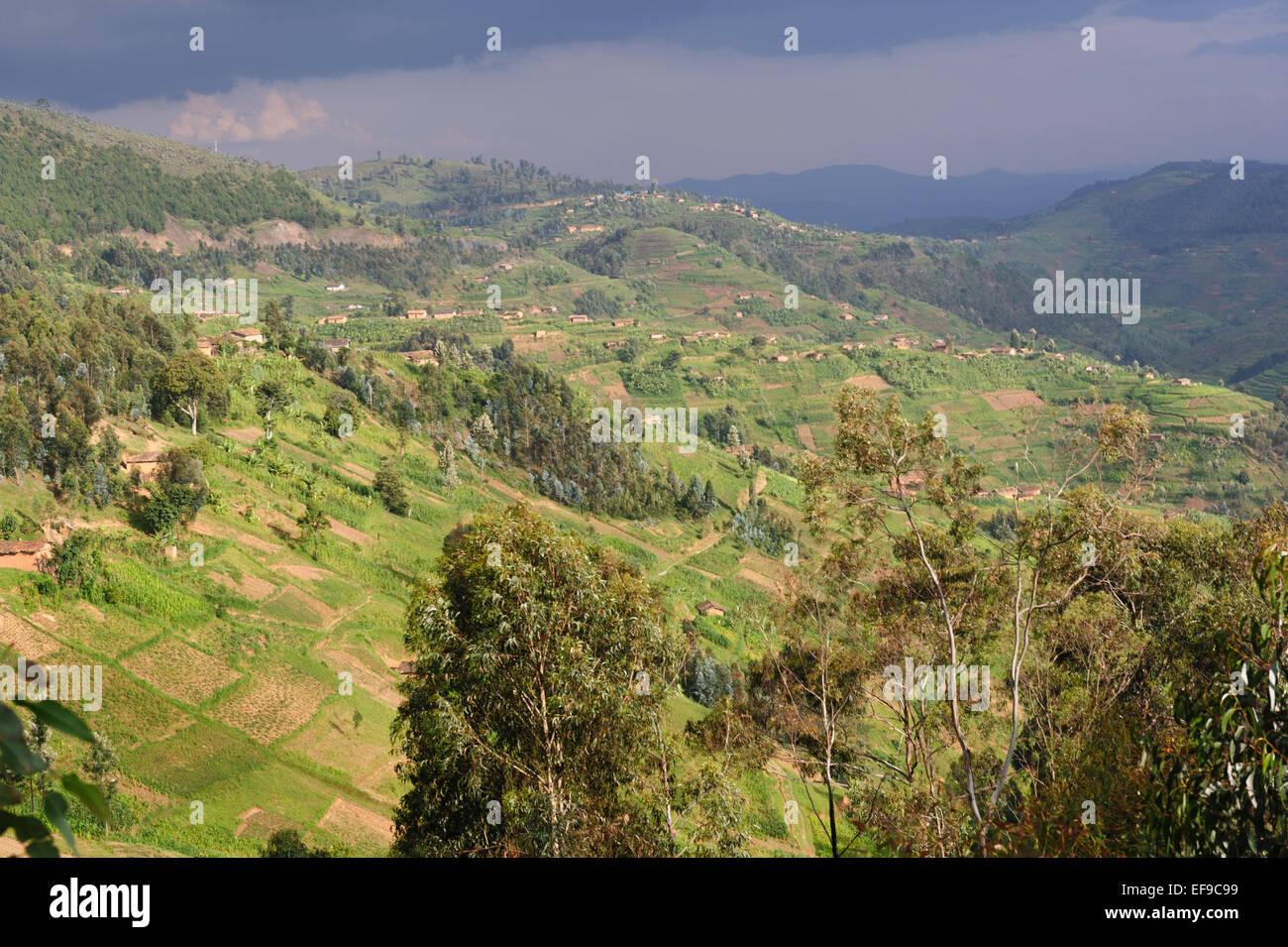 Terrassenfelder in Muhanga Bezirk, Ruanda Stockfoto
