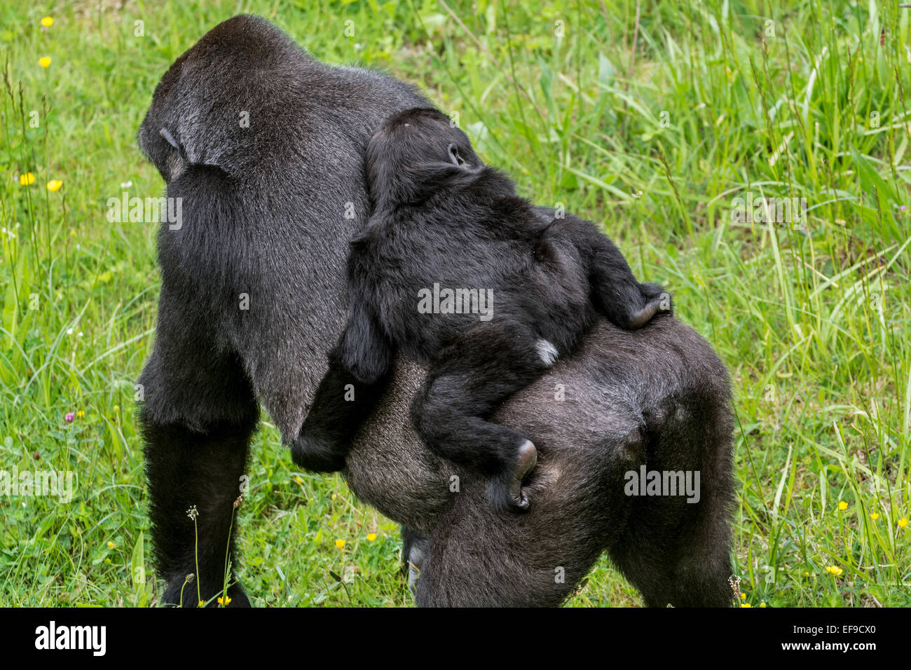 Westlicher Flachlandgorilla (Gorilla Gorilla Gorilla) Baby auf Mutters Rücken reiten Stockfoto