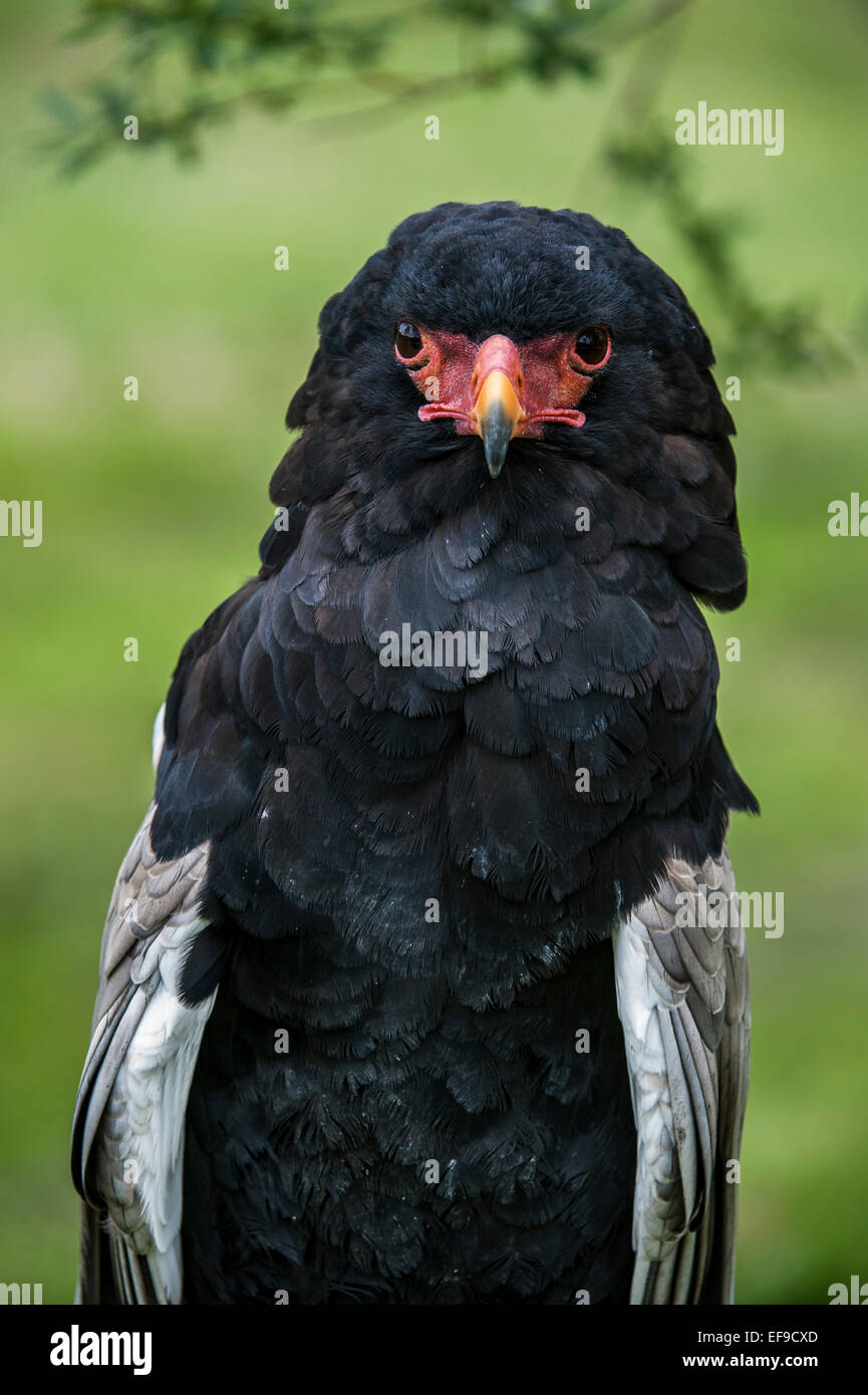 Porträt von Bateleur Adler (Terathopius Ecaudatus) in Afrika und Arabien hautnah Stockfoto