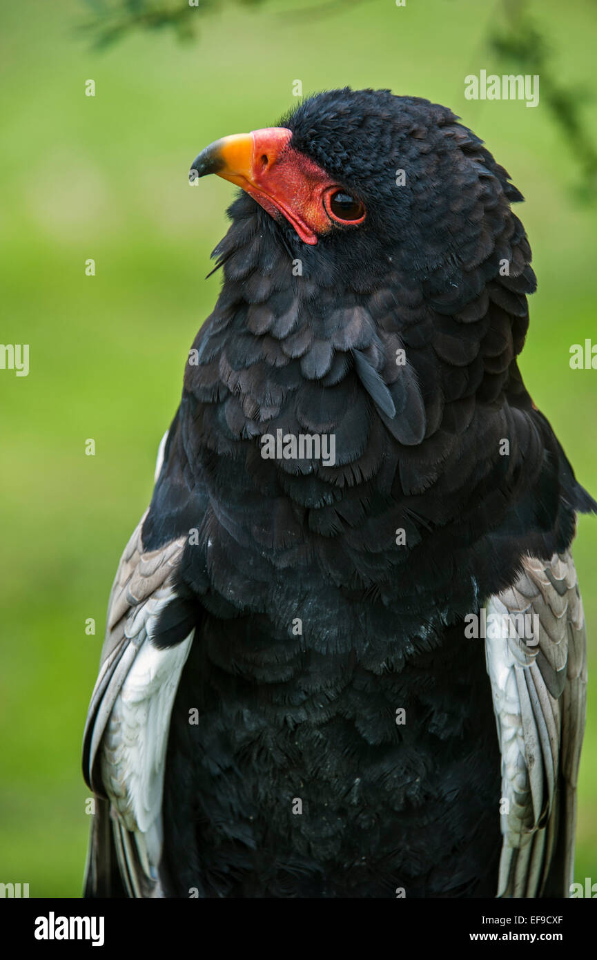 Porträt von Bateleur Adler (Terathopius Ecaudatus) in Afrika und Arabien hautnah Stockfoto