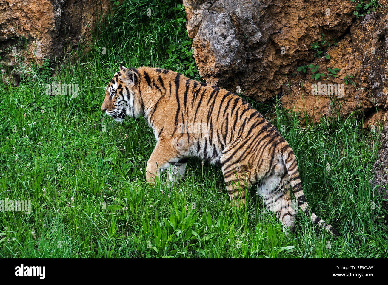 Bengal-Tiger (Panthera Tigris Tigris) ursprünglich aus Indien, Bangladesch, Nepal und Bhutan zu Fuß entlang der Felswand Stockfoto