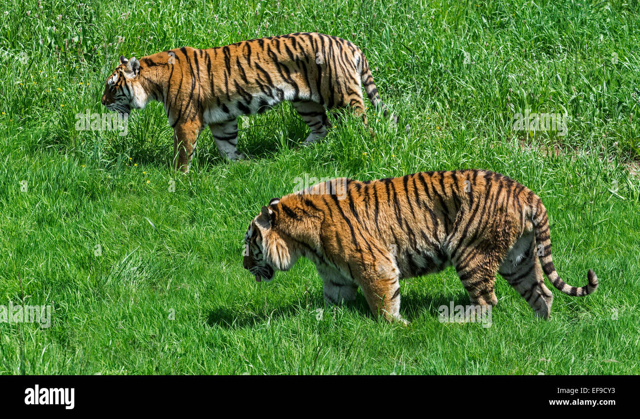 Zwei Bengal Tiger (Panthera Tigris Tigris) ursprünglich aus Indien, Bangladesch, Nepal und Bhutan gehen gemeinsam in Grünland Stockfoto