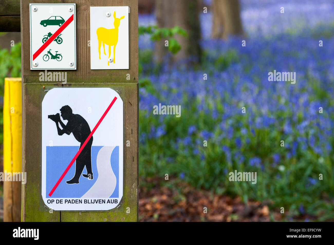 Glockenblumen in Wald- und Verbot unterzeichnen Warnung Fotografen nicht zu verlassen, die Pfade, Hallerbos / Halle Forest, Belgien Stockfoto