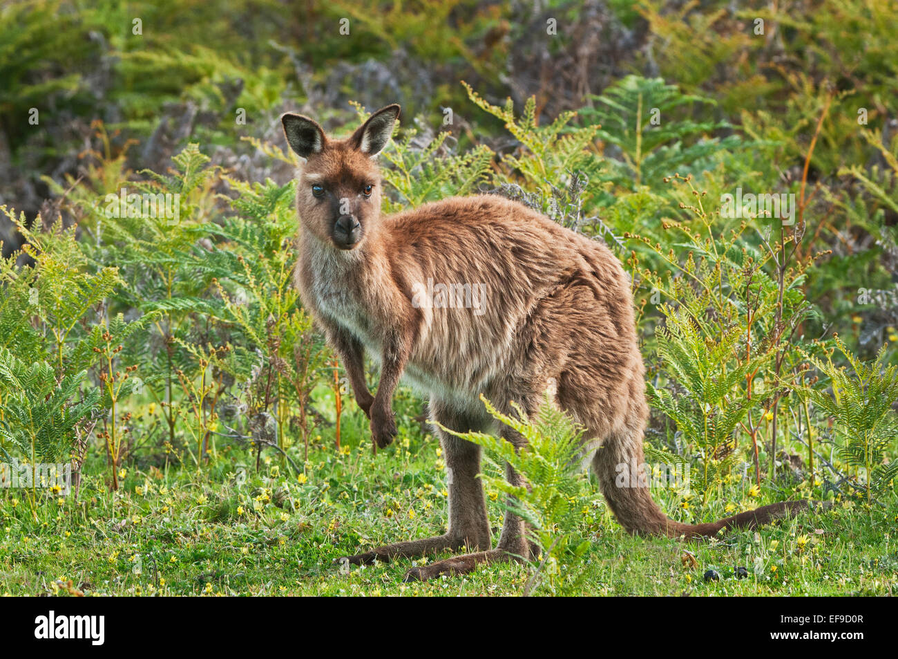 Western Grey Kangaroo unter Farnen. Stockfoto