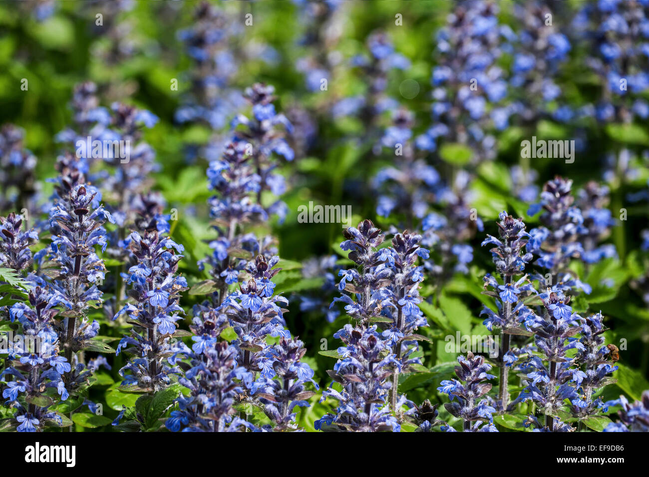 Blaue Signalhorn / Bugleherb / Bugleweed / Carpetweed / Teppich Bungleweed / common Bugle (Ajuga Reptans) in Blüte Stockfoto