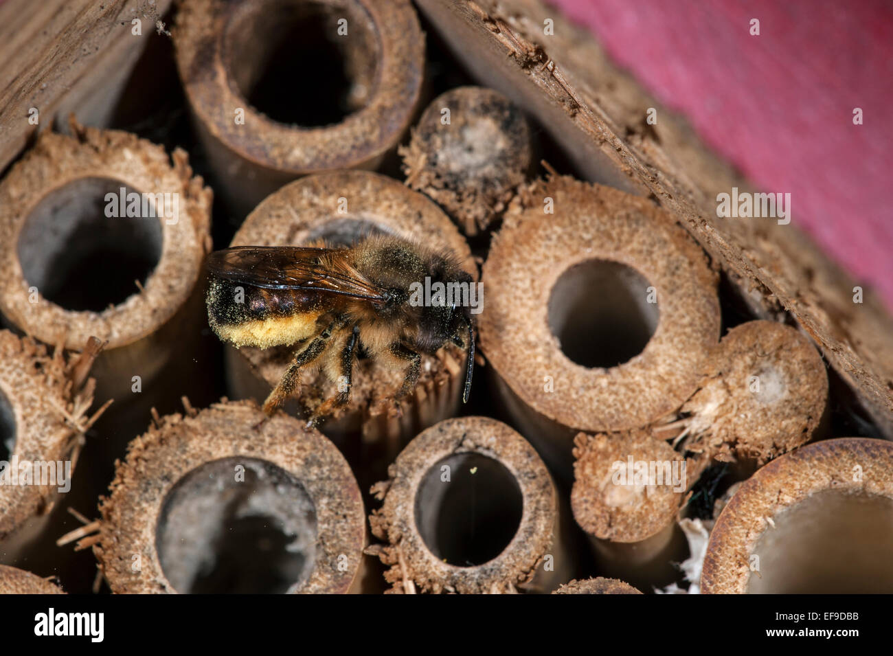 Mason Bee / Bauerbiene / Europäische Obstplantage Biene Osmia cornuta - voller Pollen und Nektar - nisten im hohlen Stamm im Insektenhotel für einsame Bienen Stockfoto