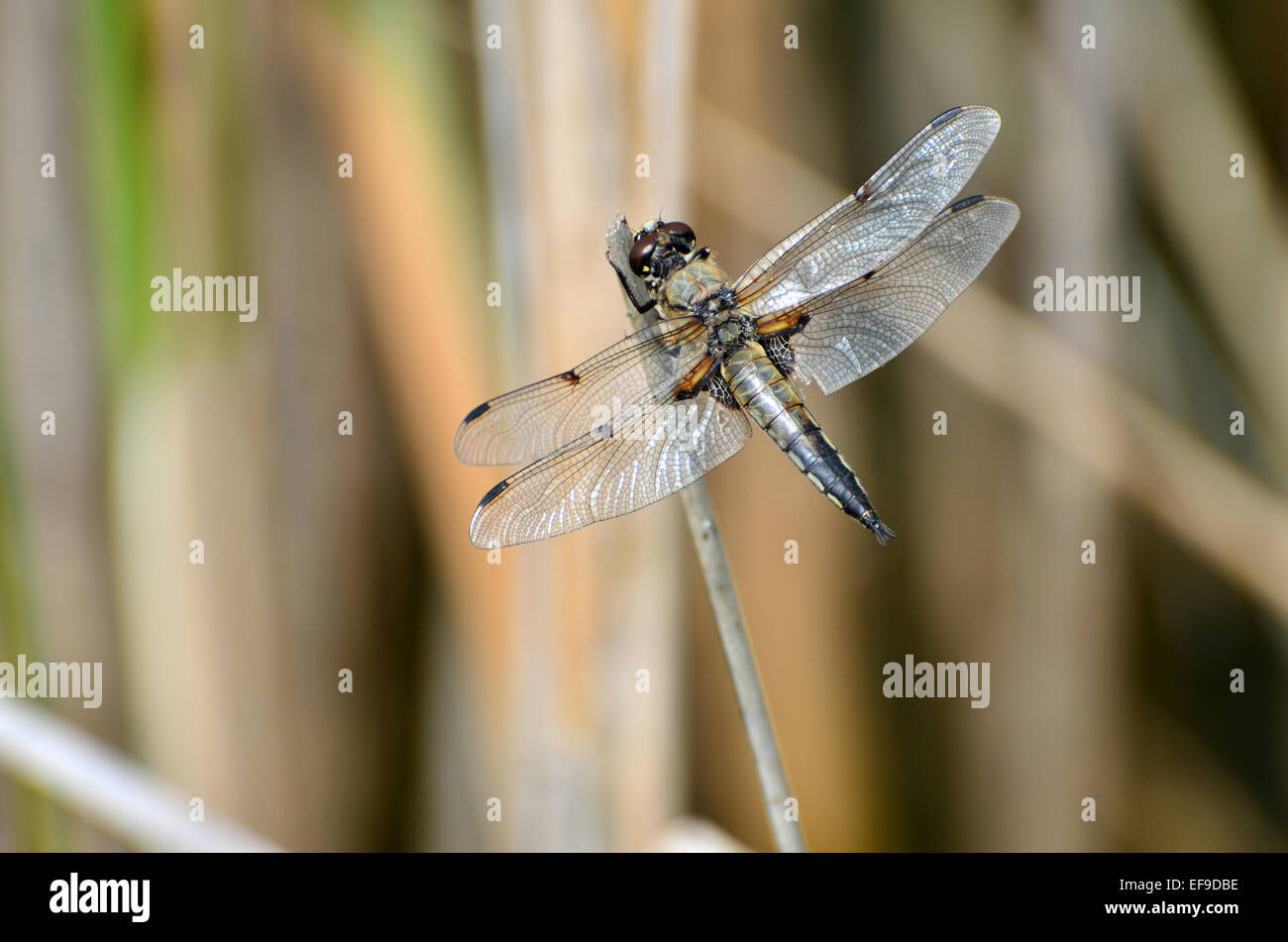 Eine Libelle ruht in der Nähe von einem See in der Landschaft von Frankreich Stockfoto