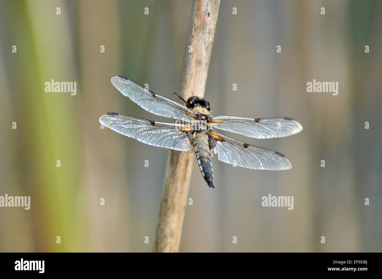 Eine Libelle ruht in der Nähe von einem See in der Landschaft von Frankreich Stockfoto