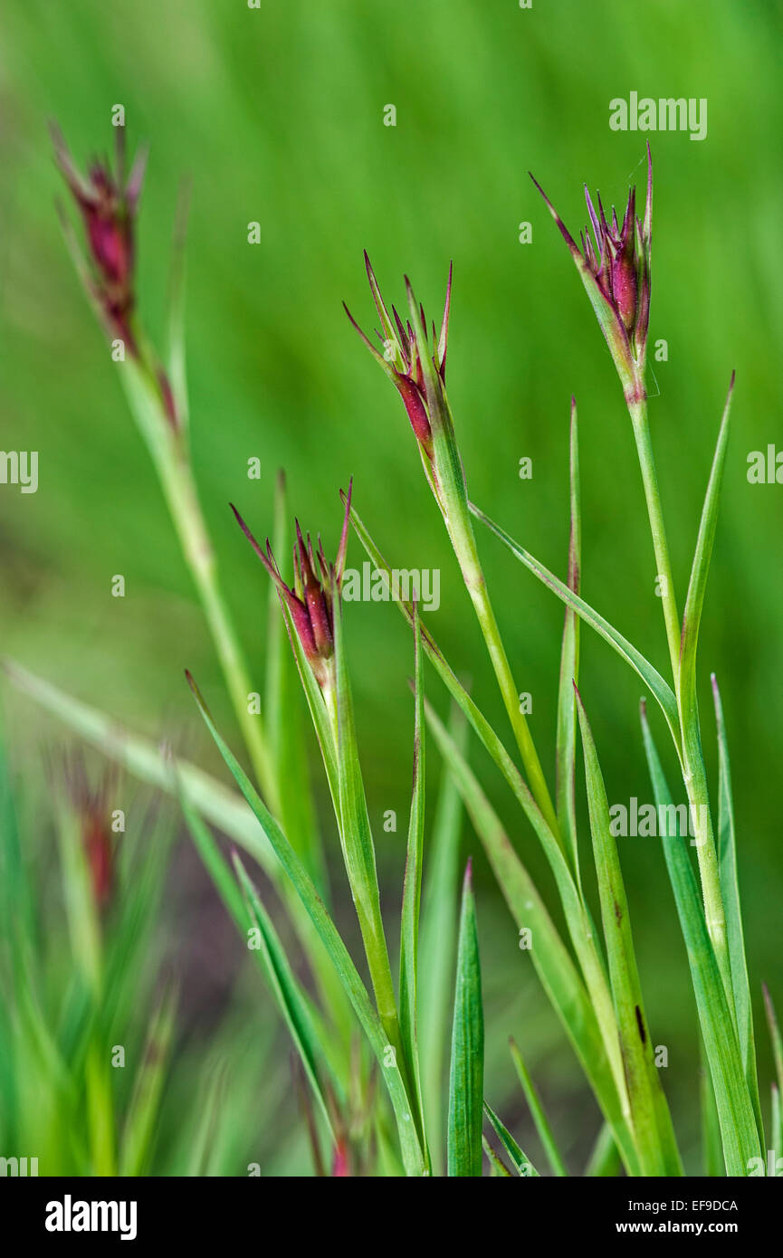 Kartause pink / Kartäuser Rosa (Dianthus Carthusianorum) Knospen öffnen im Frühjahr Stockfoto