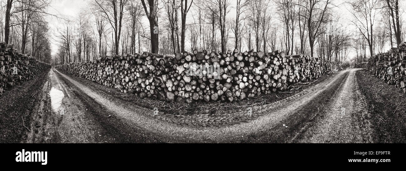 Eine 180 Grad Aussicht auf Spuren und kürzlich gefällte Bäume aus einem Wald in Marlborough, England. Stockfoto