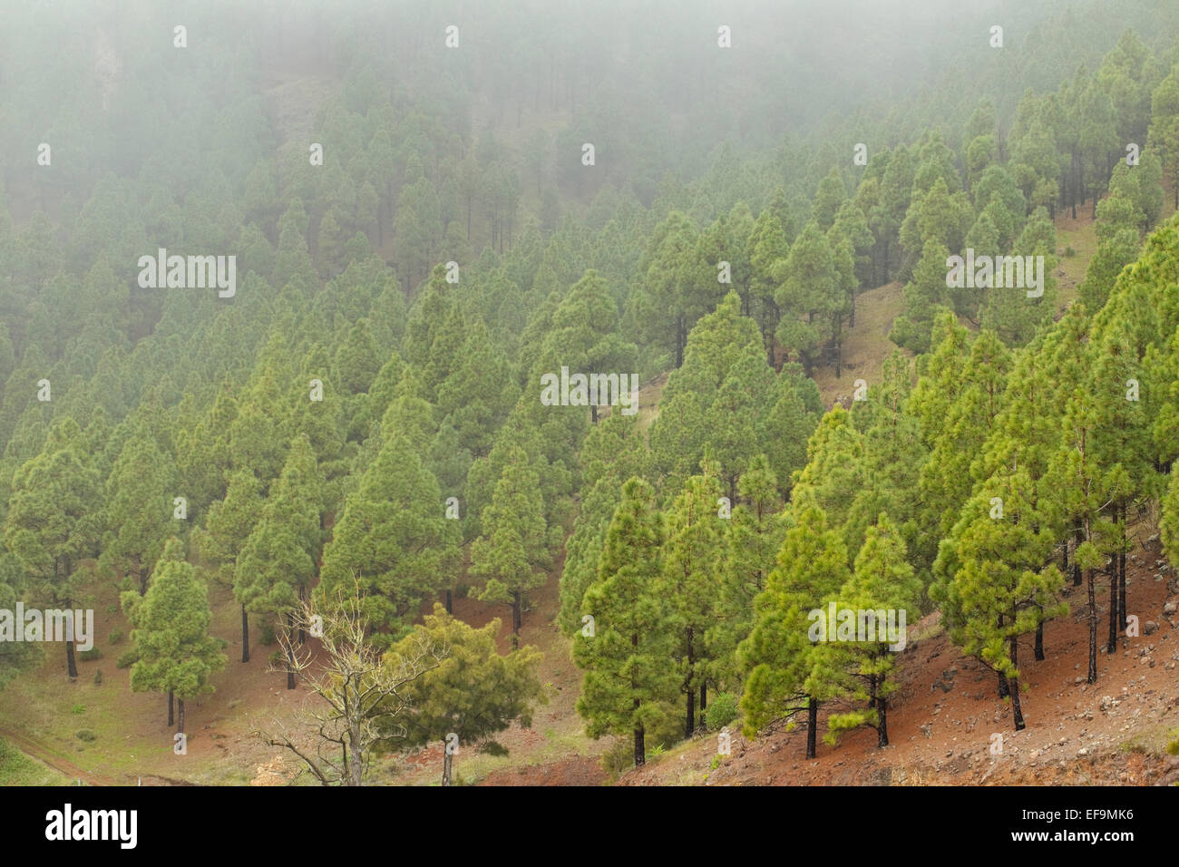 Kanarische Kiefer (Pinus Canariensis) mit tief hängenden Wolken, endemisch für die Kanarischen Inseln, Naturpark Corona Forestal, Teneriffa, Stockfoto