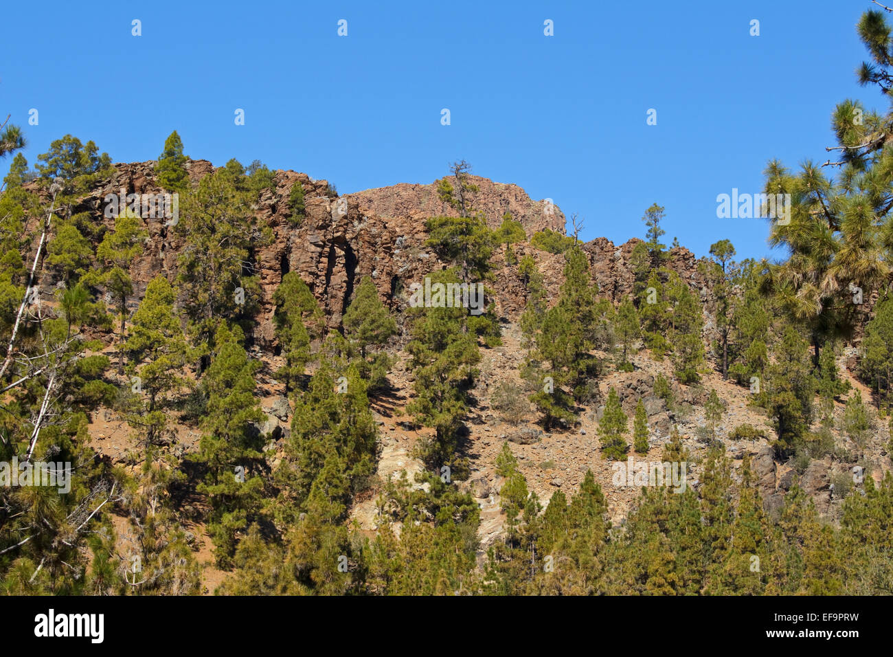 Kanarische Kiefer (Pinus Canariensis), endemisch für die Kanarischen Inseln, Las Lajas, Corona Forestal natürliche, Teneriffa, Stockfoto