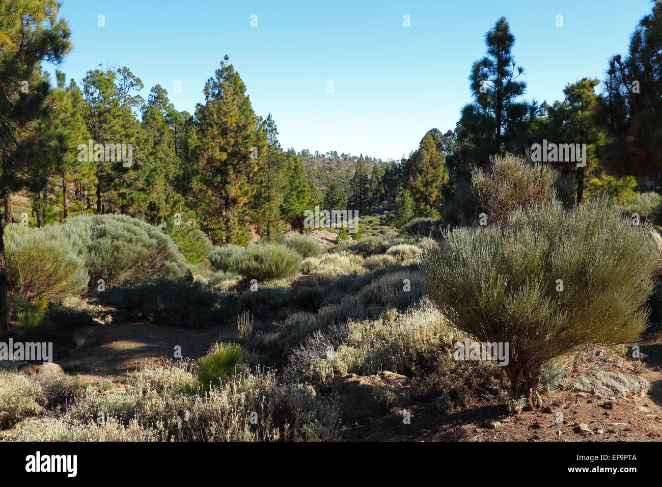 Kanarische Kiefer (Pinus Canariensis), endemisch für die Kanarischen Inseln, Las Lajas, Corona Forestal natürliche, Teneriffa, Stockfoto