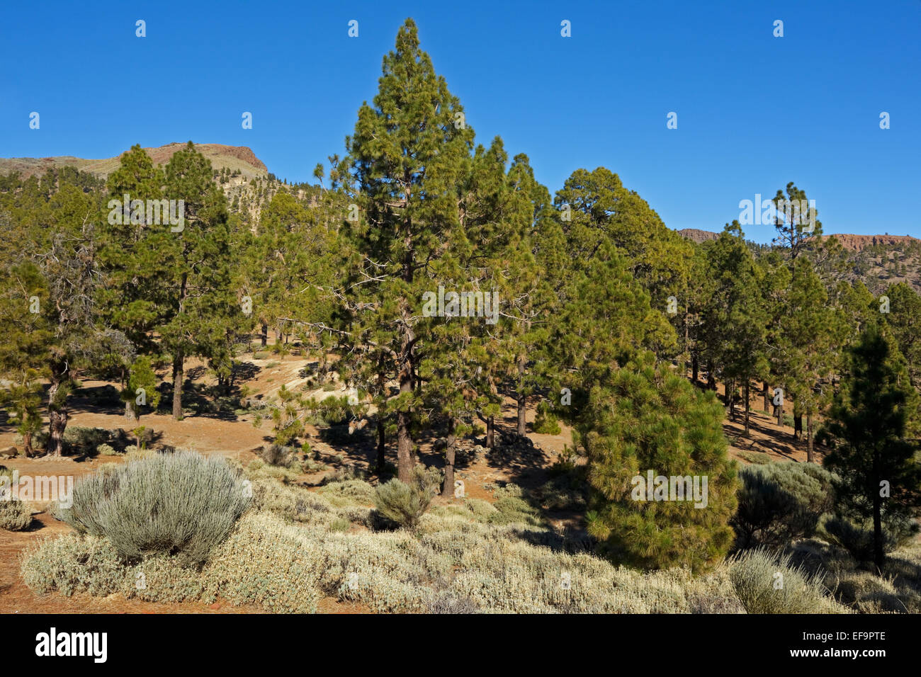 Kanarische Kiefer (Pinus Canariensis), endemisch für die Kanarischen Inseln, Las Lajas, Corona Forestal natürliche, Teneriffa, Stockfoto