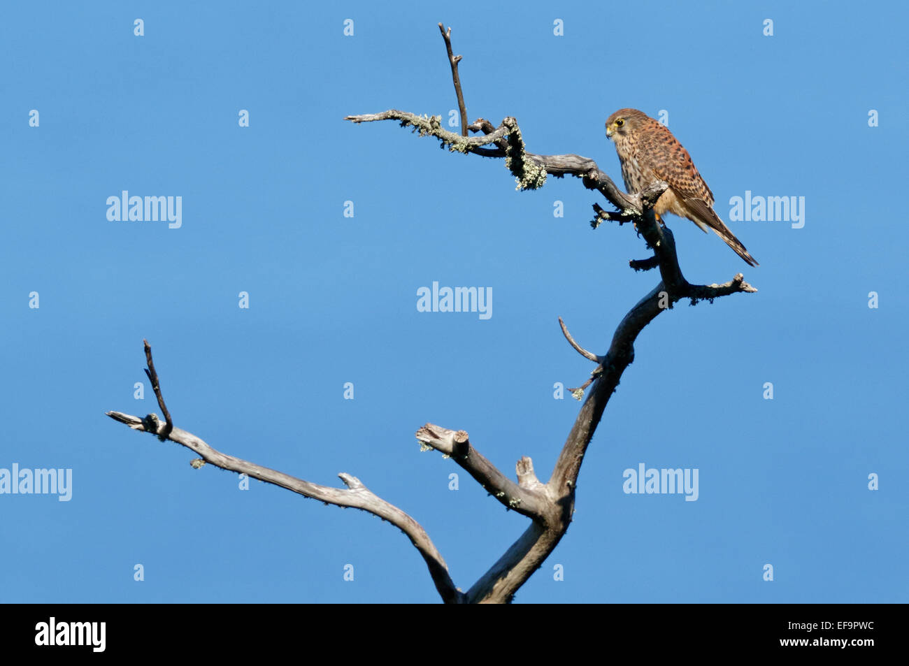 Westen Kanarische Turmfalken (Falco Tinnunculus Canariensis) weiblich, Teneriffa Stockfoto