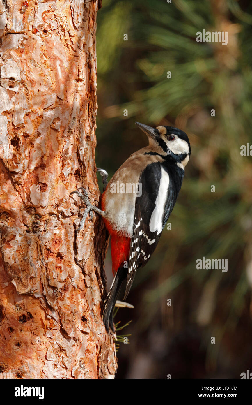 Buntspecht, weibliche (Dendrocopos großen Canariensis) endemisch Rennen für Teneriffa, Stockfoto