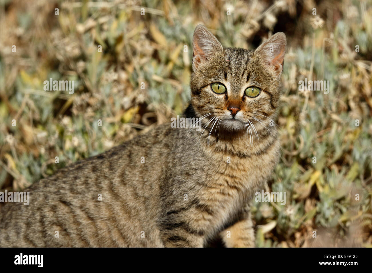 Wilde Katze (Felis Catus), Teide, Teneriffa Stockfoto