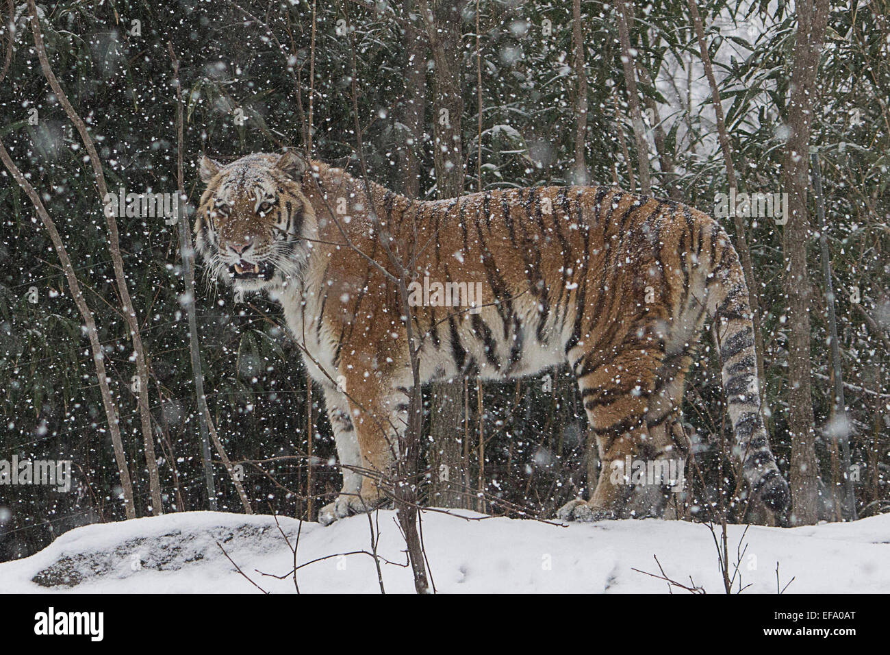 Blizzard - Katze genießt einen Tag vor der bevorstehenden Ankunft der Wintersturm Juno, ein junger sibirischer Tiger sein Moment im Schnee Stockfoto