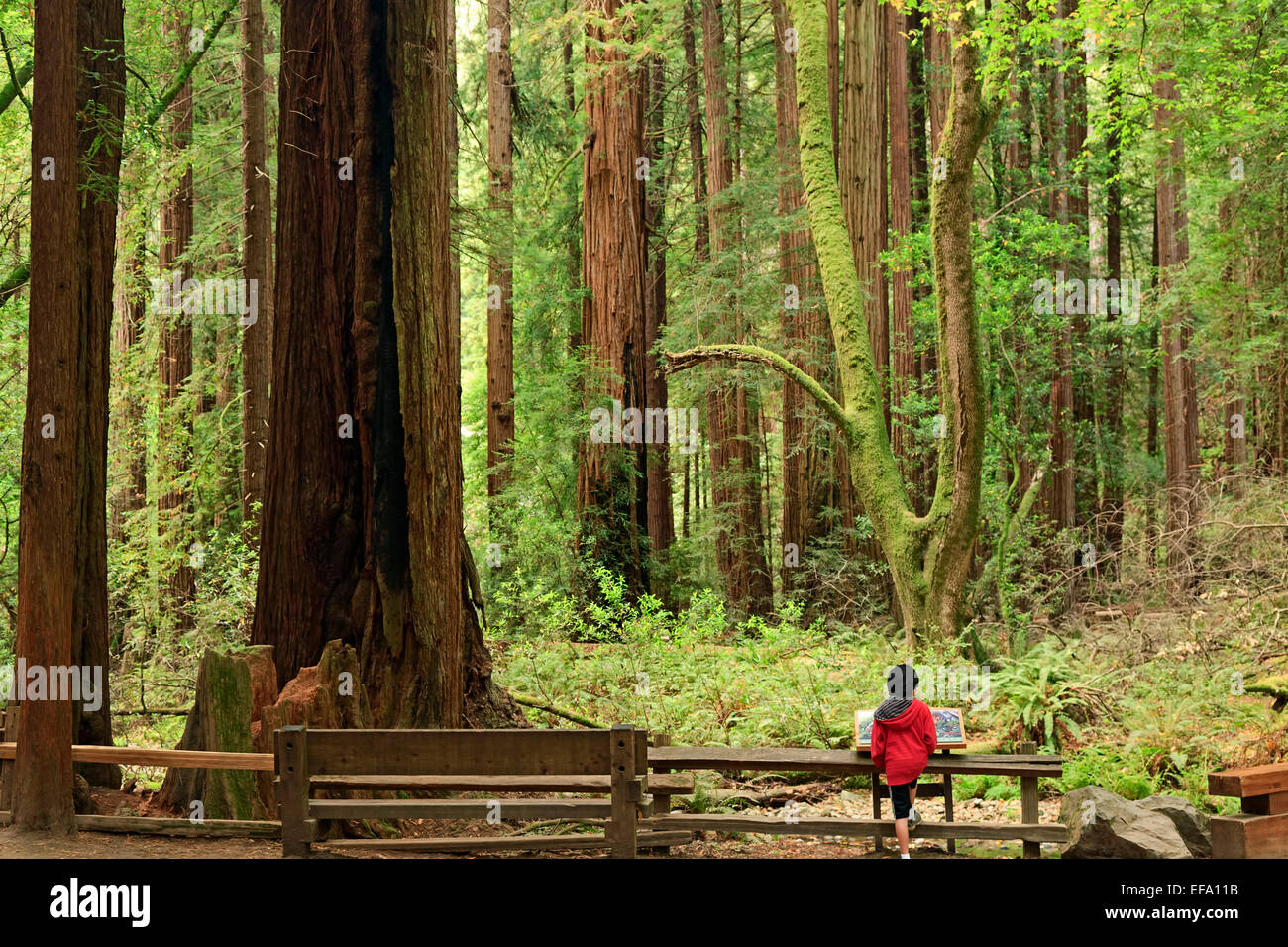 Kinder bewundern Redwood Forest, Muir Woods National Monument, Kalifornien USA Stockfoto