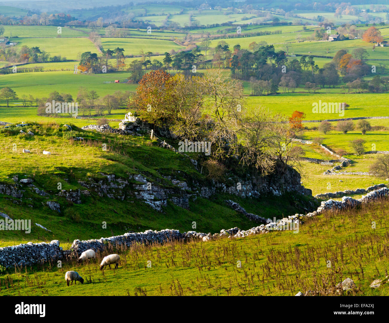 Kulturlandschaft mit Trockensteinmauern und Bäume in der Nähe von Hartington im Peak District Nationalpark Derbyshire Dales England UK Stockfoto