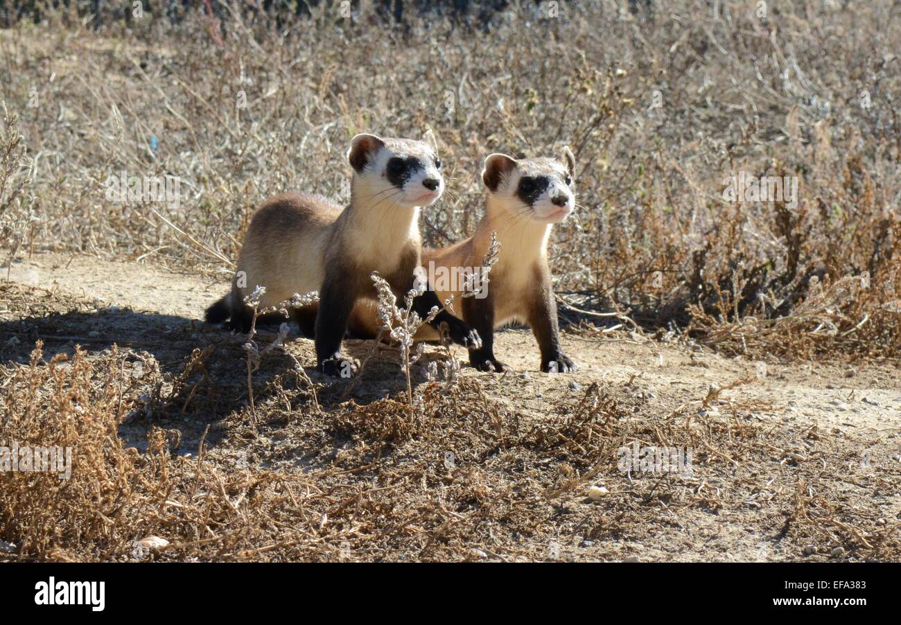 Ein paar schwarze – füßiges Frettchen Kits Shortgrass Grasland von ihrem Außengehege an das National Black-footed Ferret Conservation Center Umfrage 16. Januar 2015 in Colorado. Stockfoto