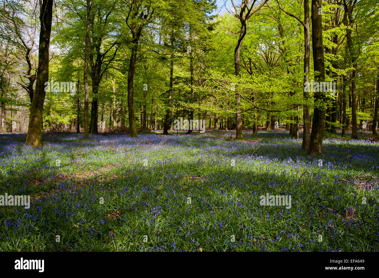 Schönen Frühling Glockenblumen im Grovely Wald-Wishford in der Nähe von Salisbury Stockfoto