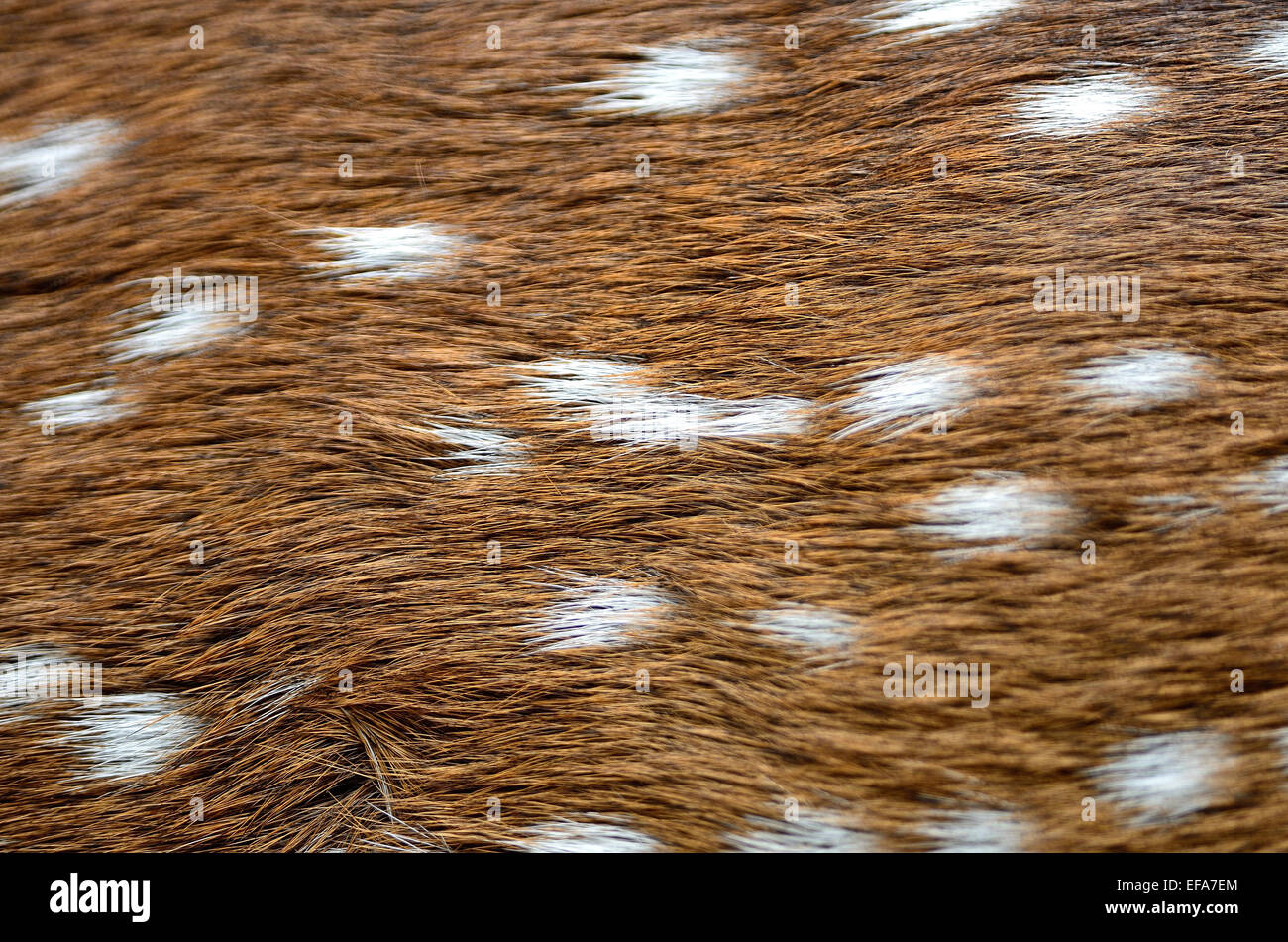 Tierhaare, gefleckte Hirsch (Cervus Achse), Hintergrund Textur der Haut Stockfoto