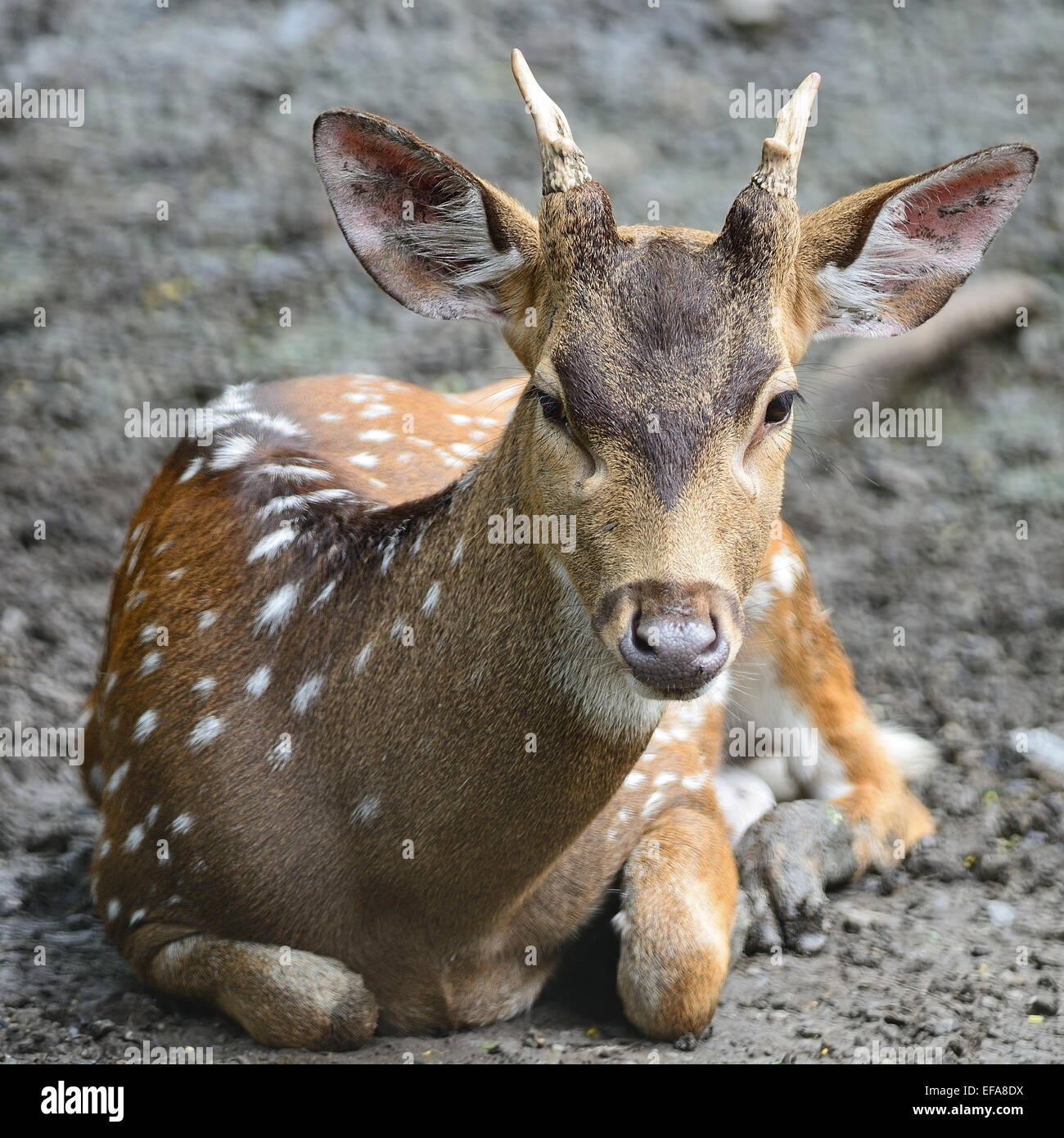 Juvenile Männchen gesichtet, Hirsch oder Axishirsche (Cervus Achse) Stockfoto